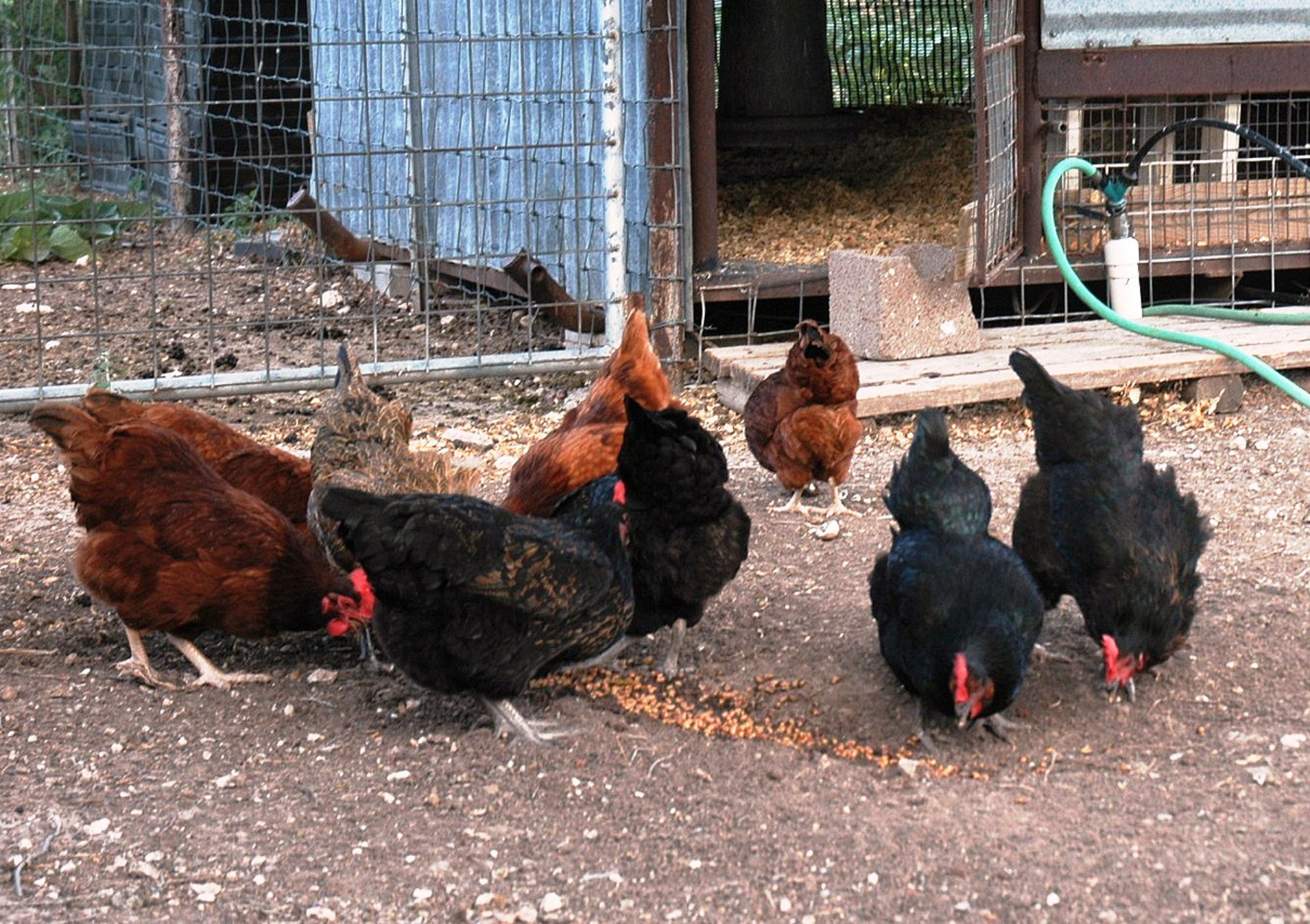 Backyard Poultry program to hatch April 3 in La Vernia  AgriLife 