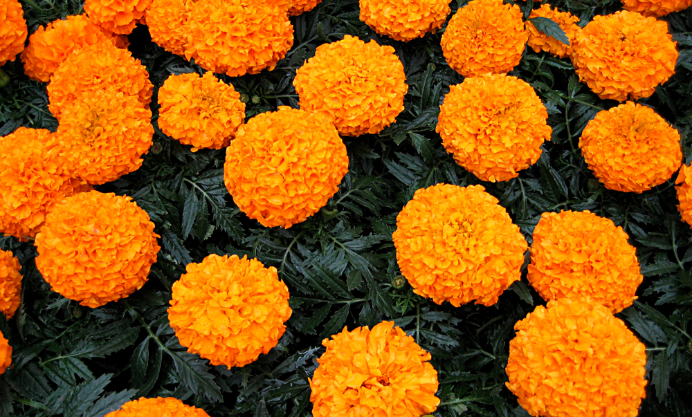 Marimums: chrysanthemum color lasting two or three times longer 