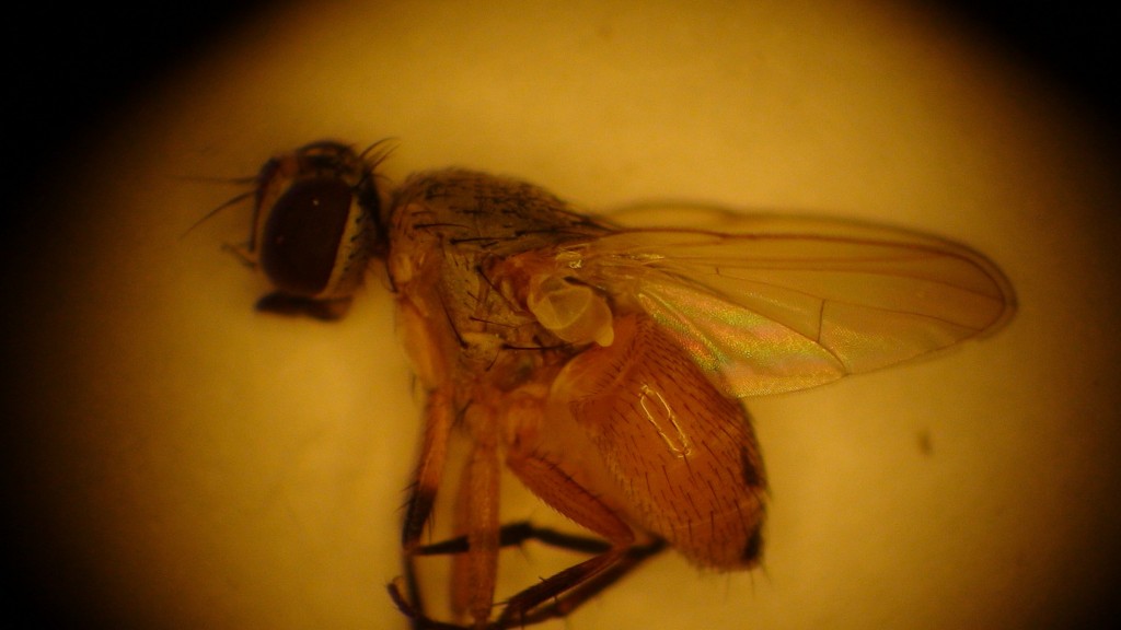 Adult stem maggot fly