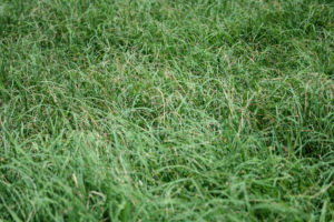 Stem maggot damage to Bermuda grass