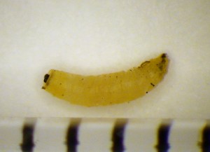 Bermuda grass stem maggot