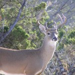 Deer will be among  the wildlife discussed at the Wildlife Symposium May 11 in Leming. (Texas A&M AgriLife Extension Service photo)