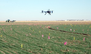 A helicopter drone used by Dr. Charlie Rush, Texas A&M AgriLife plant pathologist in Amarillo,  flies over a wheat field to track disease progression. (Texas A&M AgriLife Research photo by Kay Ledbetter)