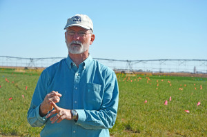 Dr. Charlie Rush, Texas A&M AgriLife Research plant pathologist in Amarillo, stands in front of his wheat streak mosaic study. (Texas A&M AgriLife Research photo by Kay Ledbetter)