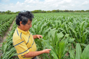 Dr. Raul Villanueva, a Texas A&M AgriLife Extension Service entomologist in Weslaco, examines the leaf of a corn plant where sugarcane aphids live but don’t thrive. (AgriLife Communications photo by Rod Santa Ana)
