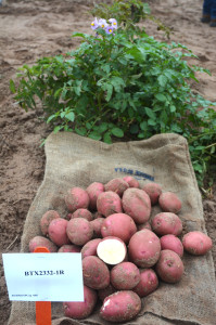 One potato selected Best of Trial at Springlake this year is BTX2332-IR, which is a round red potato. (Texas A&M AgriLife Communications photo by Kay Ledbetter)