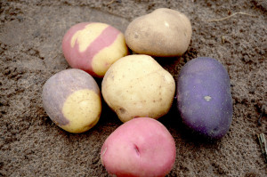 In addition to the traditional russet potato, the Texas A&M Potato Breeding and Variety Development Program led by Dr. Creighton Miller is producing a variety of colored gourmet potatoes. (Texas A&M AgriLife Communications photo)