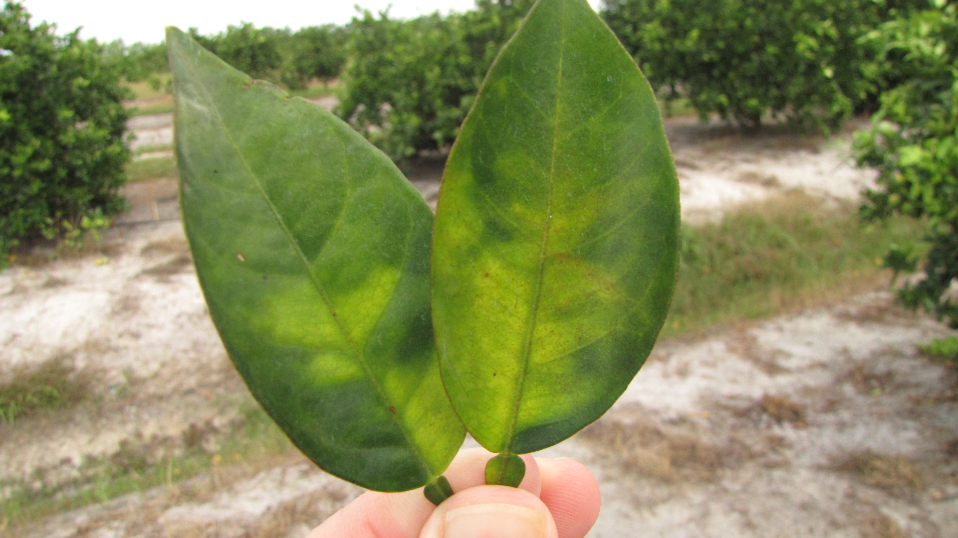 Prevention, management tips offered for citrus disease found in Harris