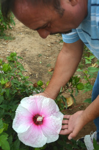 Dr. Dariusz Malinowski, Texas A&M AgriLife Research plant physiologist in Vernon, shows off a large winter-hardy hibiscus in his breeding program. (Texas A&M AgriLife Research photo by Kay Ledbetter)