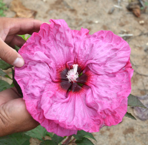 Different petal shapes and colors are being selected for in the Texas A&M AgriLife Research winter-hardy hibiscus breeding program near Vernon. (Texas A&M AgriLife Research photo by Kay Ledbetter)