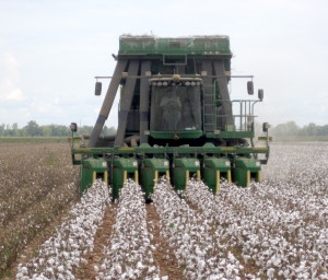 Results of the annual “Replicated Agronomic Cotton Evaluation (RACE) for South, East and Central Regions of Texas” trial are available. (Texas A&M AgriLife Extension Service photo by Dr. Gaylon Morgan)