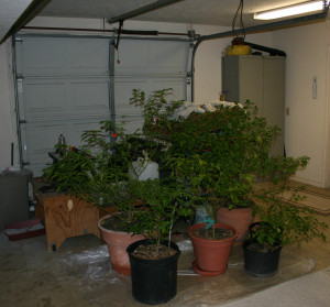 If possible, bring container plants indoors or into a garage during freezing temperatures, Texas A&M AgriLife Extension Service horticulturists say. (Texas A&M AgriLife Extension Service photo by Bill Watson)