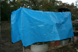 After outdoor plants have been gathered together, cover with a tarp or other opaque material and secure at the bottom to protect from freeze. (Texas A&M AgriLife Extension Service photo by Bill Watson)