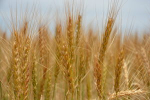 Producers question whether plant growth regulators have a place on the High Plains for wheat. (Texas A&M AgriLife Communications photo by Kay Ledbetter)