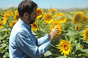 Dr. Calvin Trostle, Texas A&M AgriLife Extension Service agronomist in Lubbock, checks on a sunflower research plot in Moore County. (Texas A&M AgriLife Extension Service photo by Kay Ledbetter)