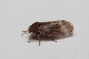Texas A&M AgriLife Extension entomologists said Texans can expect an increase in outdoor insects, such as the psyllid shown here,  coming indoors as the weather drops. (Texas A&M Agrilife Extension Service photo by Mike Merchant)   