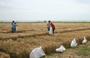 The Texas A&M AgriLIfe Research wheat genetics crew gather biomass samples in research plots west of Amarillo. (Texas A&M AgriLife Research photo by Dr. Shuyu Liu)