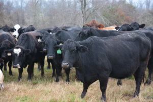Beef session attendees at the Blackland Income Growth Conference Feb. 3 in Waco will hear about tips on restocking or replacing older cows. (Texas A&M AgriLife Extension Service photo by Blair Fannin) 