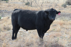 Genetic testing can be done on breeding herds to identify which bulls are getting the job done, according to Dr. Bruce Carpenter, Texas A&M AgriLife Extension livestock specialist, Fort Stockton. (Texas A&M AgriLife Communications photo)