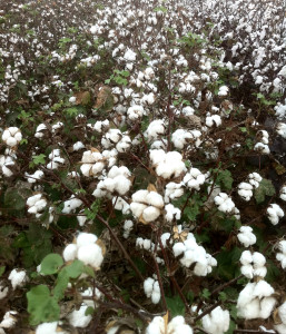 Texas A&M AgriLife Research scientists are using molecular tools to find stronger, longer fibers in cotton for spinning and weaving. (Texas A&M Ag Communications photo by Dr. Wayne Smith)