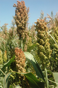 Grain sorghum prices have producers considering planting more acreage to the crop this year. (Texas A&M AgriLife Extension Service photo by Kay Ledbetter)