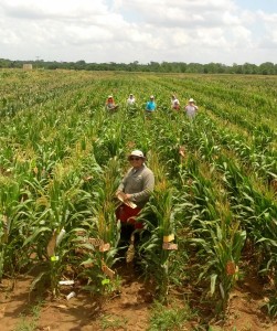Dr. Ivan Barrero Farfan, a Texas A&M University student working with Dr. Seth Murray, pollinates corn to make hybrids for testing. (Texas A&M AgriLife Research photo by Dr. Seth Murray)