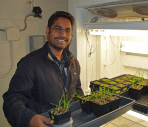 Rookie AgriLife Research scientist Dr. Kranthi Mandadi has been published in a prestigious journal for his work in crop research. (AgriLife Communications photo by Rod Santa Ana)