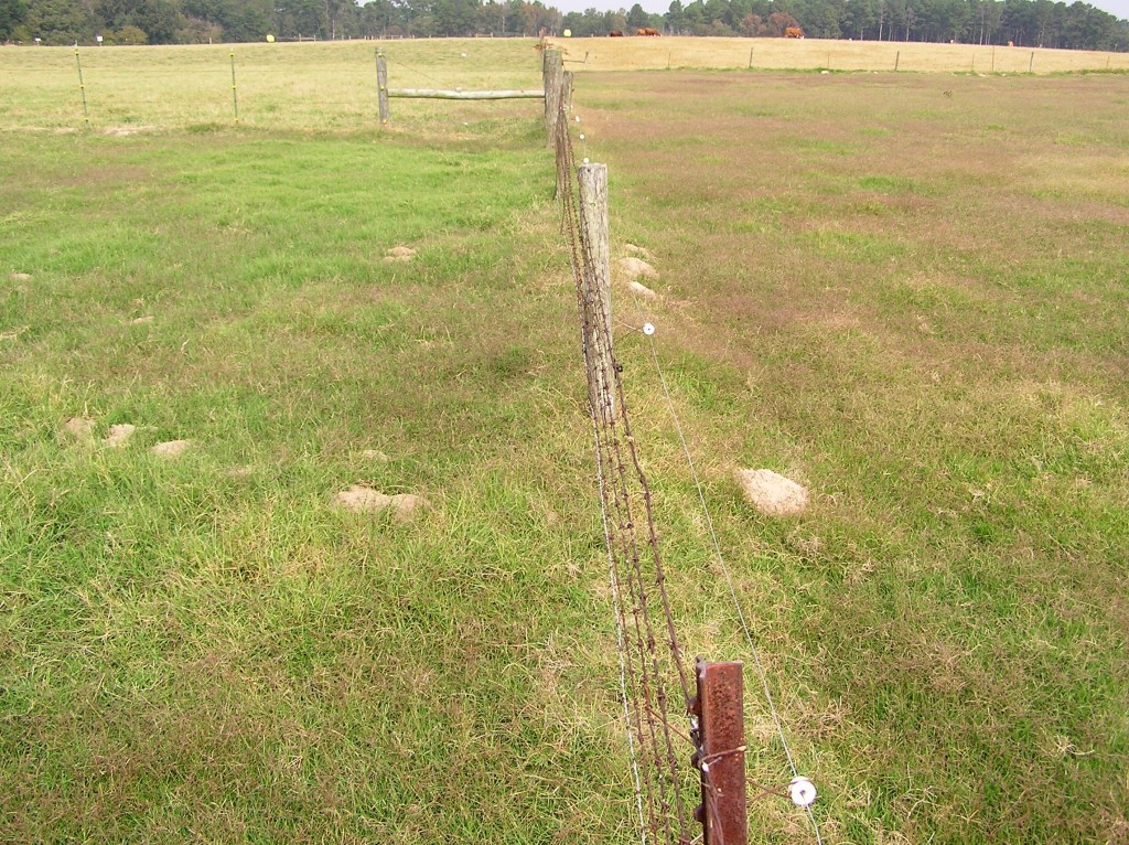 The purple-colored patches on the right side of the fence are signs of invasion of common Bermuda grass into Coastal Bermuda grass pasture under a high stocking rate, according to a Texas A&M AgriLife Research forage scientist. On the left side of the fence, the stocking rate was  medium and shows much less invasion of common ecotypes. The pastures on both side of the fence received nitrogen fertilizer at usual rates during a 30-year study of the effects of stocking rates and nitrogen rates on pastures. (Texas A&M AgriLife Research photo by Dr. Monte Rouquette) 