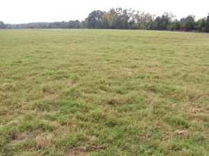 This Coastal Bermuda grass received no nitrogen fertilizer in a 30-year study of the effects of stocking rates and nitrogen rates on pastures. Because stocking rates were kept low, about one cow/calf unit per acre for East Texas, the stand showed essentially little to no invasion of less-productive, common Bermuda grass ecotypes, according to Dr. Monte Rouquette, the Texas A&M AgriLife Research forage scientist conducting the study. (Texas A&M AgriLife Research photo by Dr. Monte Rouquette)