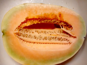Cantaloupe grown in a Texas A&M AgriLife Research field study shows quality is reduced under deficit water conditions. (Texas A&M AgriLife Research photo)