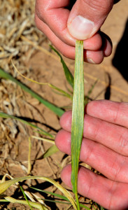 Streaks of green and yellow and little yellow flecks on individual leaves, a mosaic pattern, probably indicate the presence of wheat streak mosaic. (Texas A&M AgriLife Research photo by Kay Ledbetter)