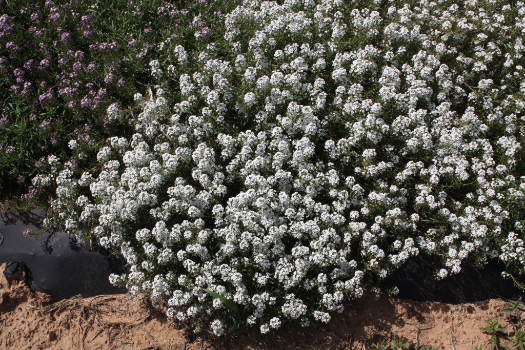 In trials conducted by Texas A&M AgriLife horticulturists across the state, Lobularia White Stream, an alyssum, not only survived the Texas heat but was still looking fresh in August, according to Dr. Brent Pemberton, Texas A&M AgriLife Research ornamental horticulturist, Overton. (Texas A&M AgriLife Research photo by Will Roberson) 