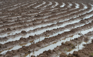 Rows of standing water have kept cotton farmers out of fields for weeks. (Texas A&M AgriLife Communications photo by Kay Ledbetter)
