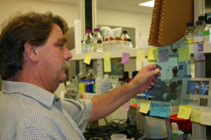 Dr. Erik Mirkov reviews a Southern blot, part of the molecular biology research used to provide citrus trees with genetic defenses against citrus greening disease. (AgriLife Communications photo by Rod Santa Ana)