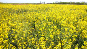 A canola field in full bloom near College Station. (Texas A&M AgriLife Extension Service photo by Dr. Clark Neely.)