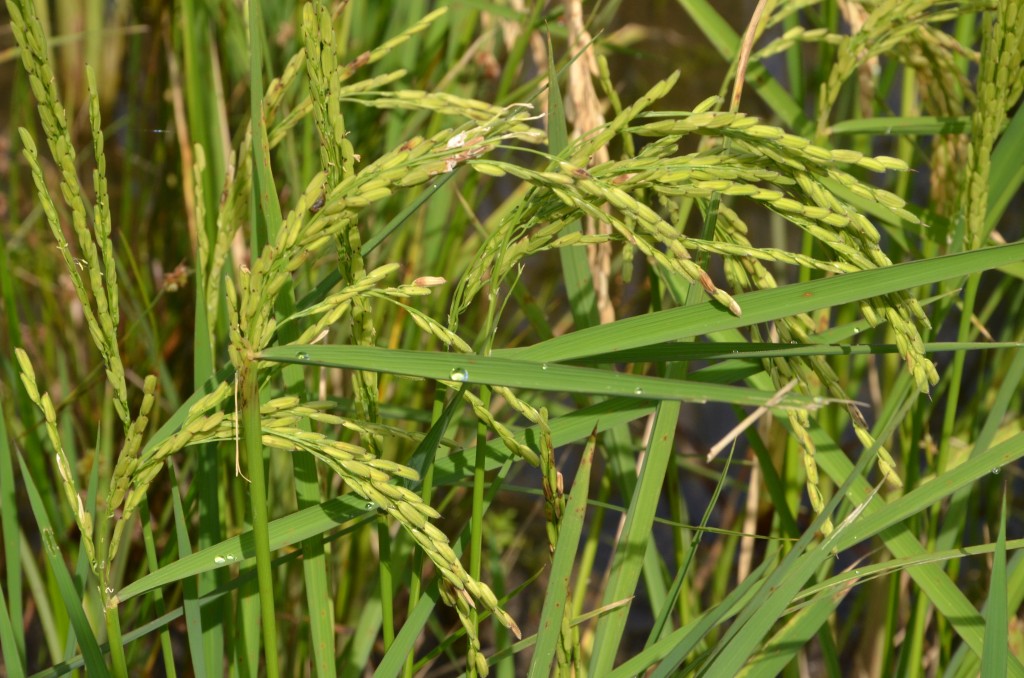 The condition of Texas rice varied widely this past week, according to Texas A&M AgriLife Extension Service county agent weekly reports. (Texas A&M AgriLife Communications photo by Robert Burns)