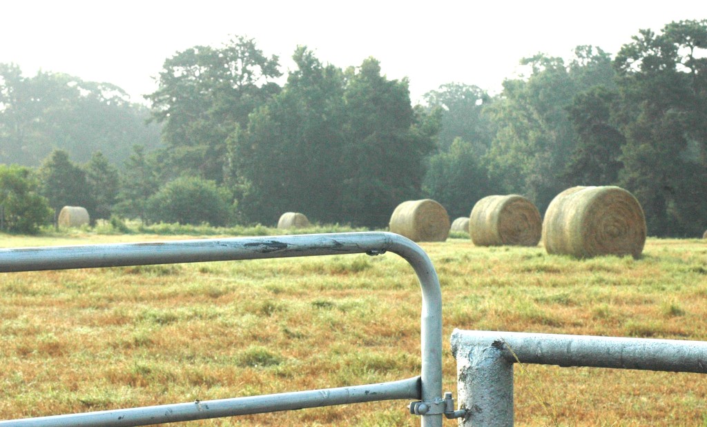 Drier weather allowed producers in many parts of the state to catch up on hay production, according to weekly reports from Texas A&M AgriLife Extension Service county agents. (Texas A&M AgriLife Communications photo by Robert Burns)