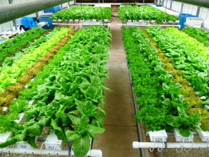 Twelve cultivars of bibb, loose-leaf and romaine lettuce were grown hydroponically at the Uvalde center using the nutrient film technique. (Texas A&M AgriLife Research photo) 