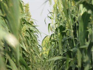 Biomass yield is an important trait for bioenergy sorghum. (Texas A&M AgriLife Research photo)