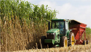 A bioenergy sorghum crop is harvested near College Station. (Texas A&M AgriLife Research photo)