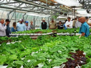 Producers from the Texas Winter Garden and surrounding area examine the lettuce grown at the center. (Texas A&M AgriLife Research photo)  