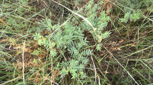Catclaw sensitive briar is very palatable perennial legume for all classes of livestock and grazing wildlife. (Texas A&M AgriLife Communications photo by Kay Ledbetter) 