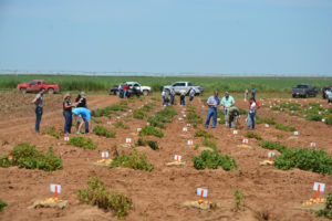 Attendees check out potato varieties grown by the Texas A&M Potato Breeding and Variety Development Program at the 2015 annual Potato Field Day near Springlake on the Barrett Farm. (Texas A&M AgriLife Communications photo by Kay Ledbetter)