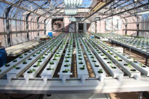 The lettuce varieties were grown using  nutrient-rich water recirculating over their roots in a watertight channel system. (Texas A&M AgriLife Research photo)    