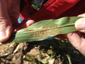 Dr. Ed Bynum, Texas A&M AgriLife Extension Service entomologist in Amarillo, holds a sorghum leaf covered with sugarcane aphids. (Texas A&M AgriLife Extension Service photo)