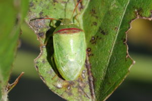Redbanded stink bug. (Photo courtesy of  Dr. Mo Way, Texas A&M AgriLife Research-Beamont)