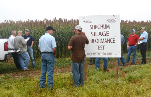 The Texas Panhandle Forage Sorghum Silage Trials will be utilized for farm program purposes. (Texas A&M AgriLife Communications photo by Kay Ledbetter)