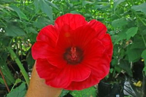 The unique petal shape of this folly (a shade of red) colored hibiscus gives an impression of a double flower with more than the regular five petals. (Texas A&M AgriLife Research photo by Dr. Dariusz Malinowski)