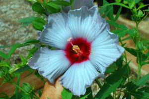Breeding efforts concentrated on stabilizing the blue color both in full sunlight and shade resulted in this blue color, considered a novel color in winter-hardy hibiscus. (Texas A&M AgriLife Research photo by Dr. Dariusz Malinowski)
