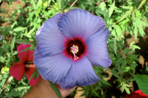 The “Blue Angel” was the first “bluish” hibiscus created by the Texas A&M AgriLife Research program in Vernon. The bluish color intensifies in shade, but in full sunlight it is purplish. (Texas A&M AgriLife Research photo by Dr. Dariusz Malinowski)